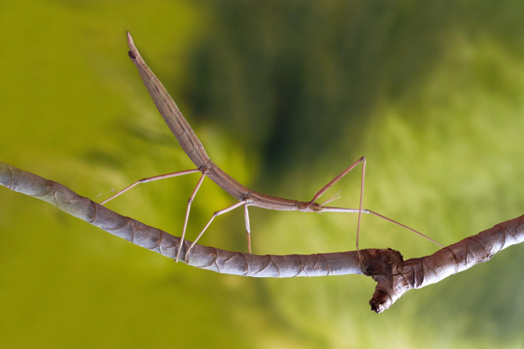 Stick bug on a branch.