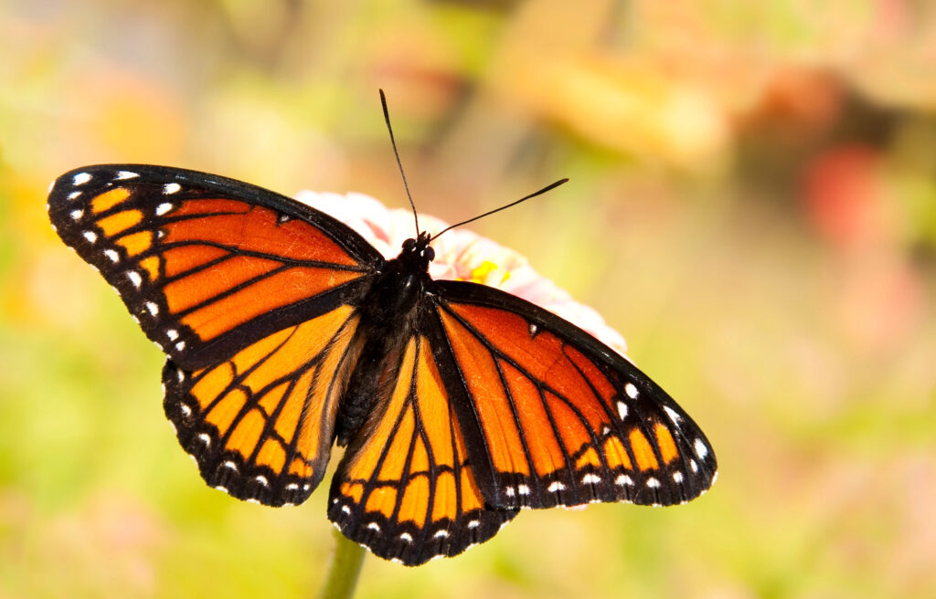 Viceroy butterfly on a flower.