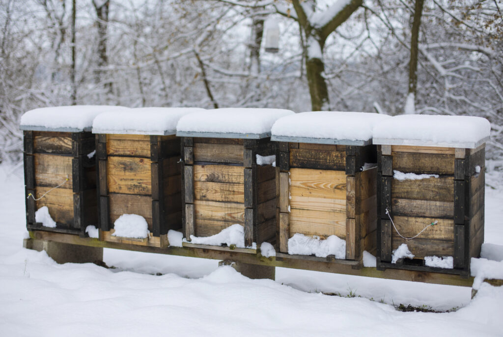 Wooden beehives in the snow.