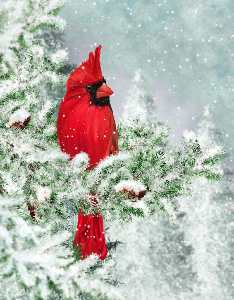Cardinal on a snowy spruce branch.