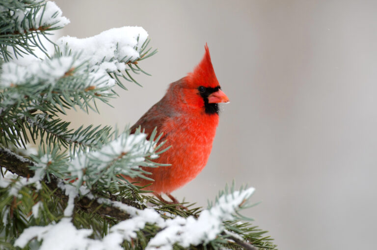 Cardinal on a snowy spruce branch.