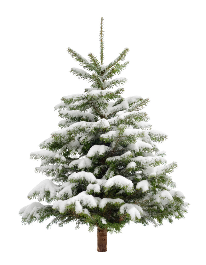 Spruce tree covered with snow. 
