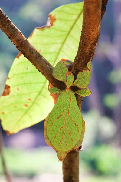 Leaf insect on a branch beside a real leaf.