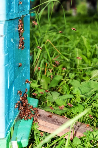 Bees flying to the hive.