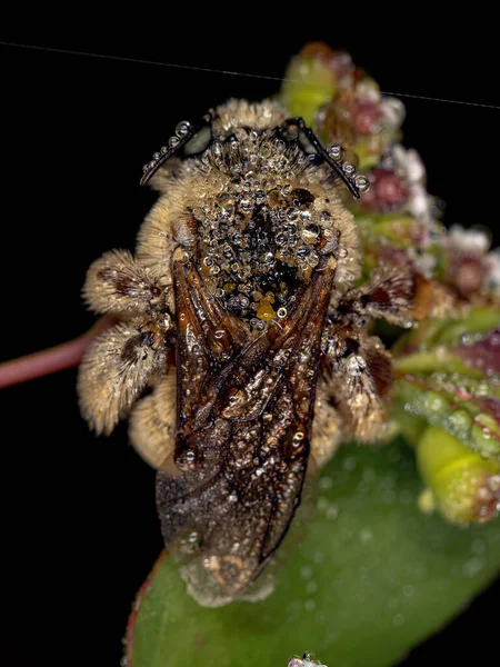 An adult chimney bee.