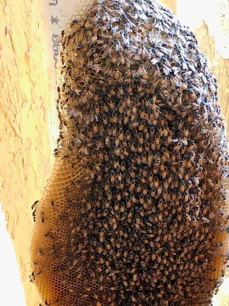 Small wild honey bees nest colony.