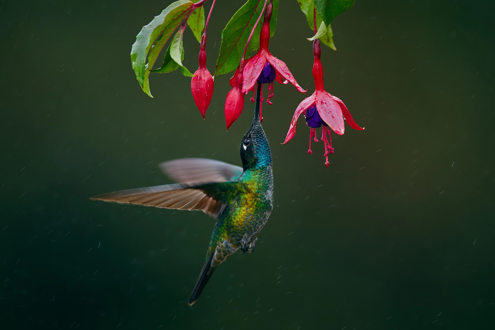 Hummingbird feeding on a fuchsia plant.