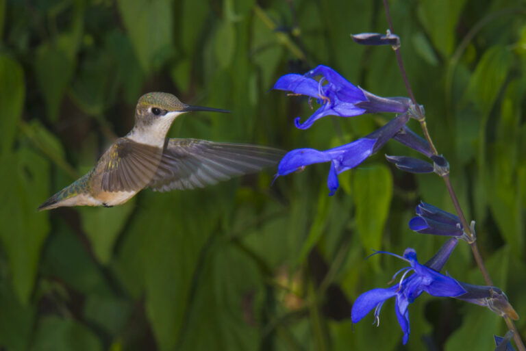 Juvenile hummingbird on blue salvia.