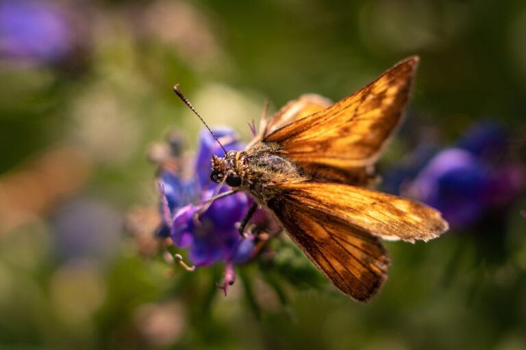 Moth on a purple flower.