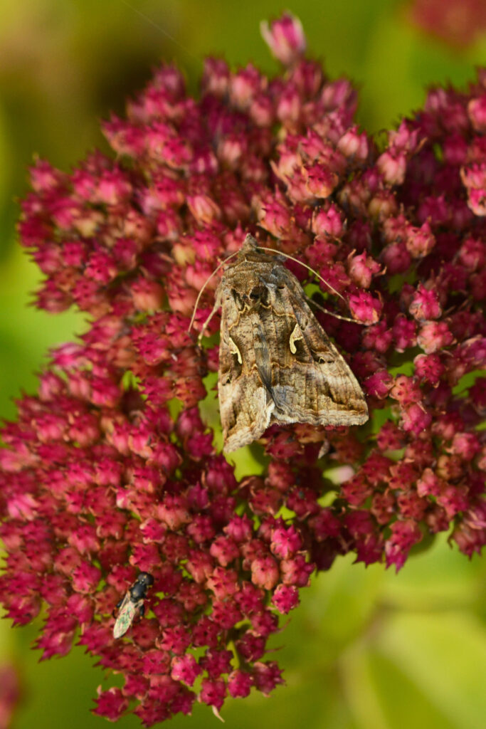 Moth on a sedum plant.