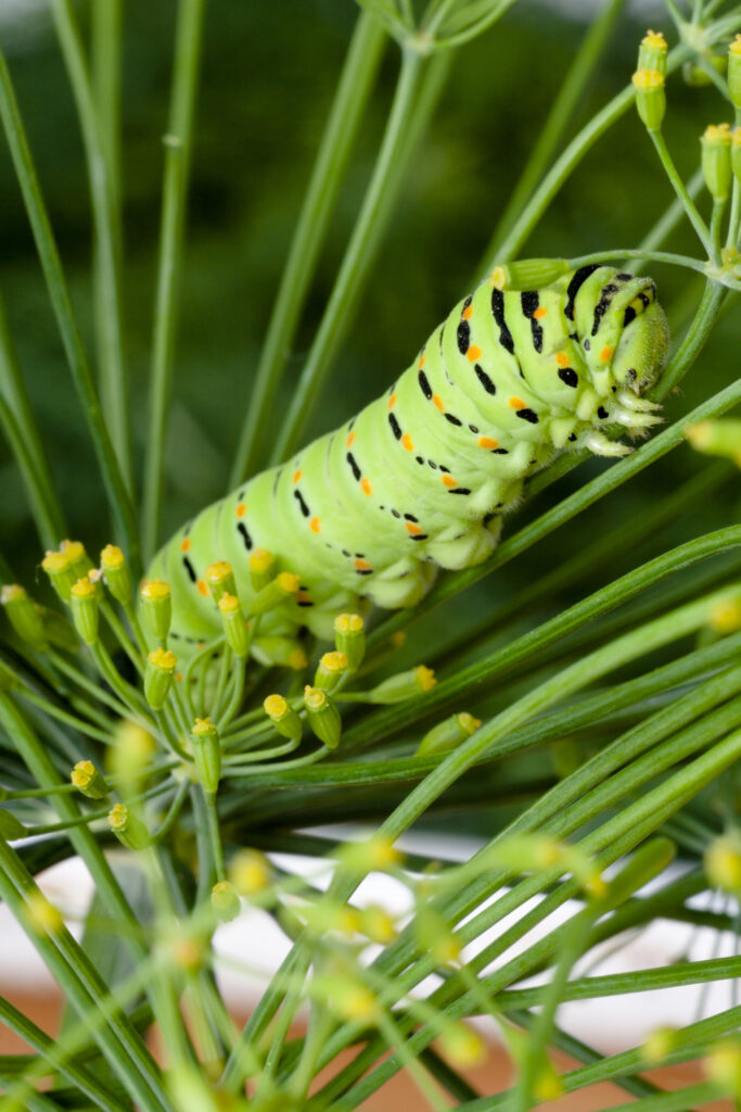Swallowtail butterfly larva on dill.