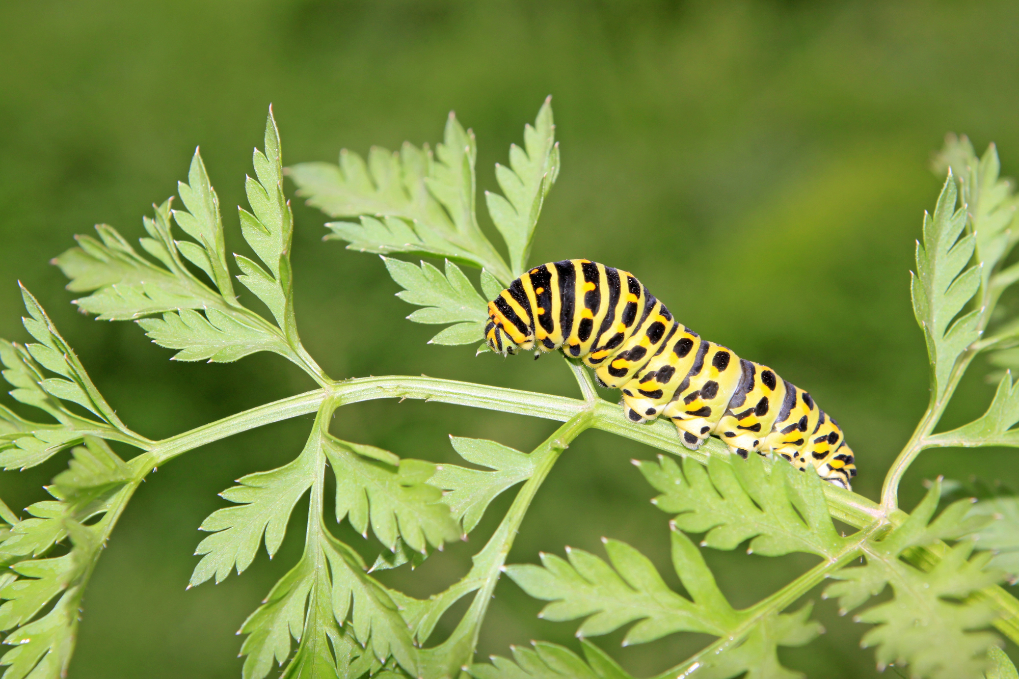 Swallowtail butterfly larva on parsley.