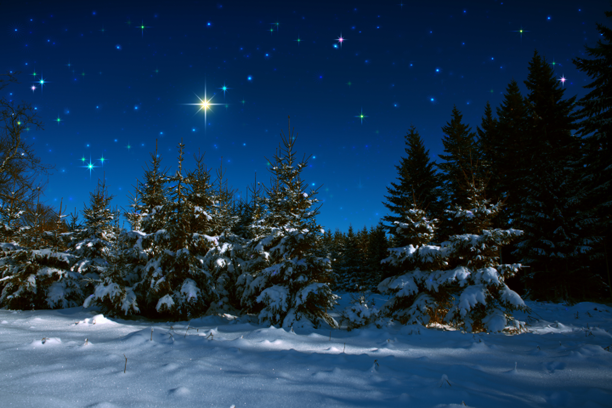 Winter scene with spruces at dusk.