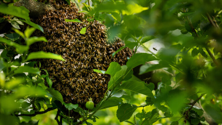 Bee swarm in a tree.