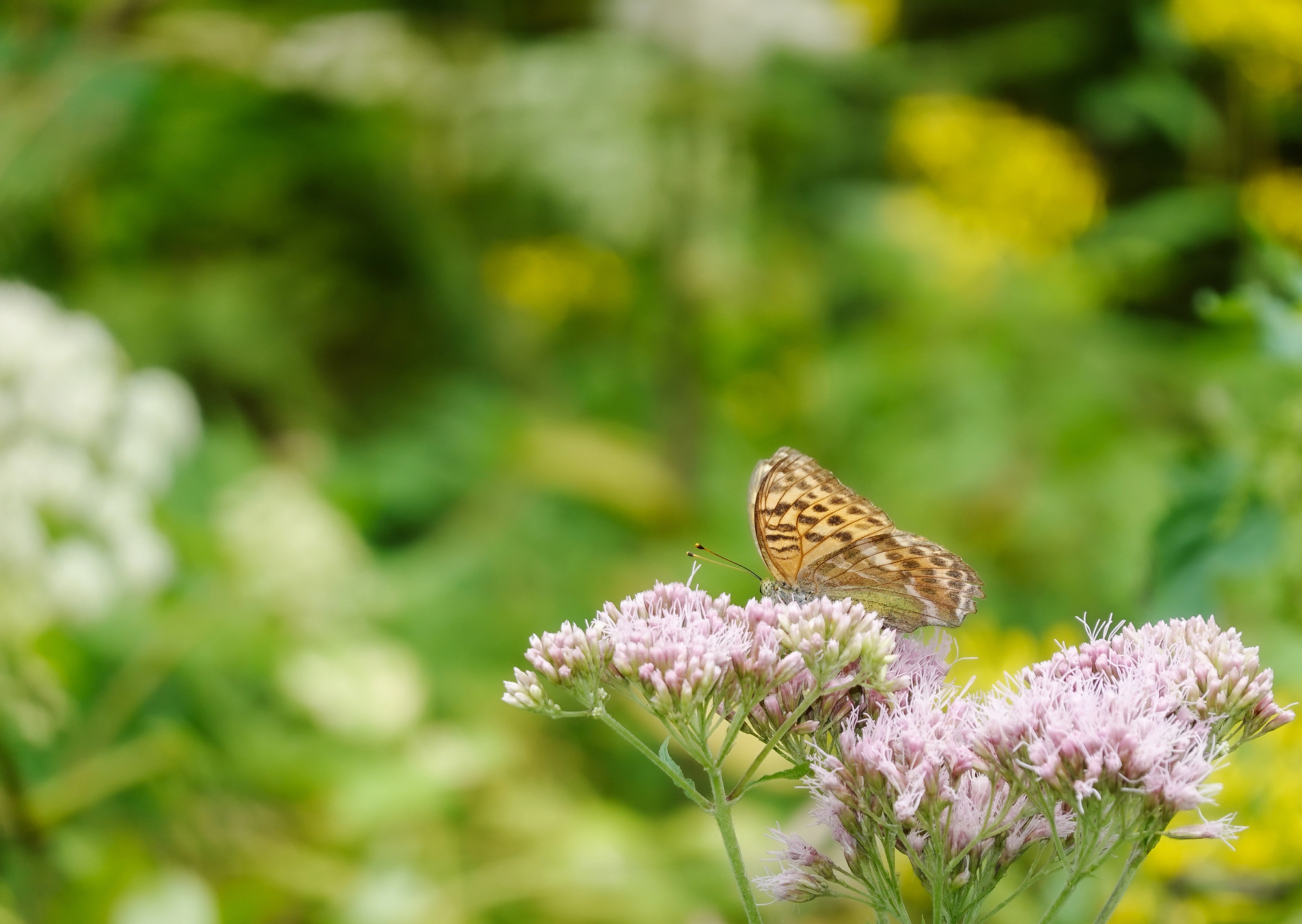 Butterfly on boneset