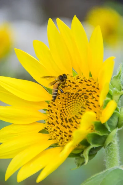 Yellow sunflowers in full bloom and bees swarm the beautiful petals in a Thai garden