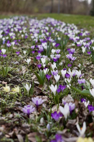 Spring bulb flowers for garden centers for seasonal planting and landscape design.