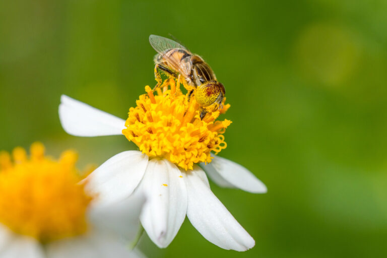 Hoverfly on Bidens flower.