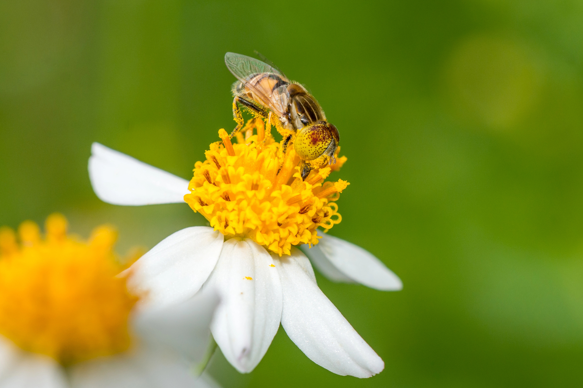 Hoverfly on Bidens flower.