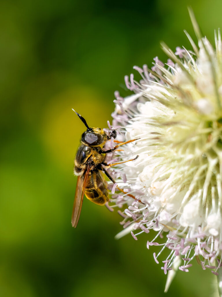 Hoverfly on garlic chive flower.