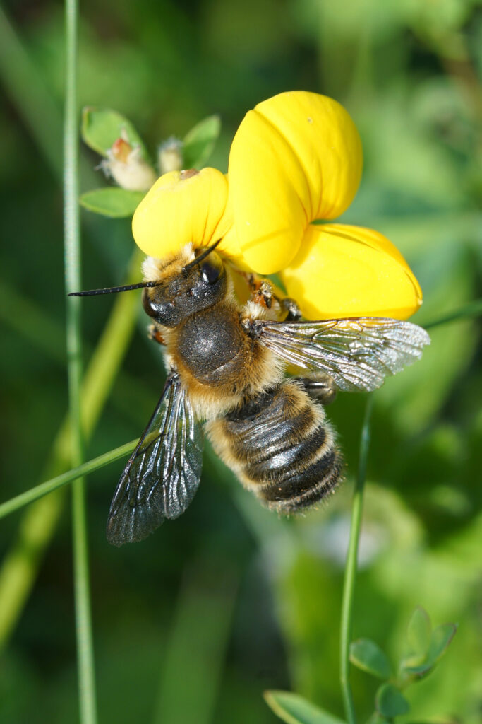 Leafcutter bee on birdsfoot trefoil flower. 
