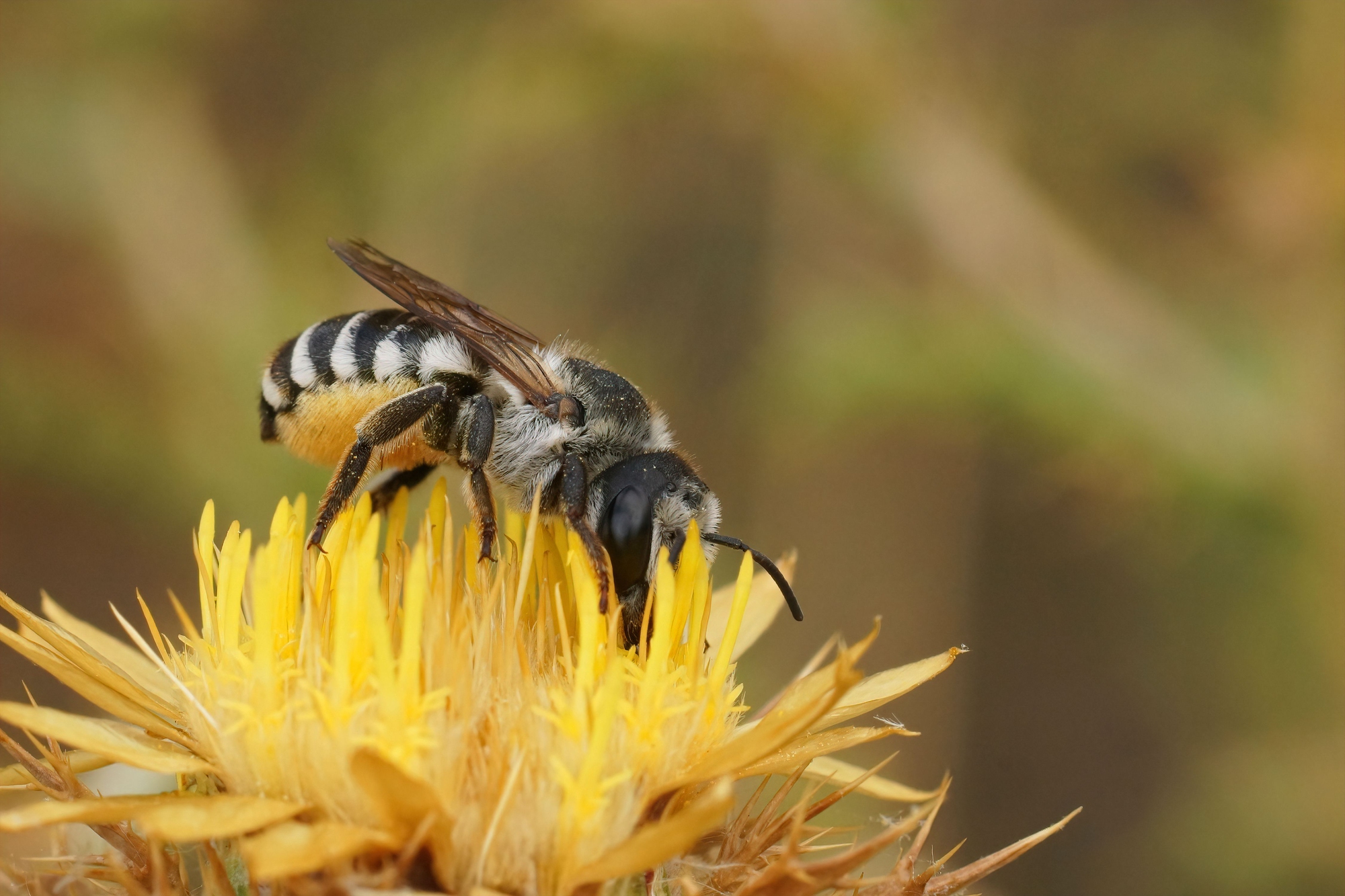 Leafcutter bee on dandelion.