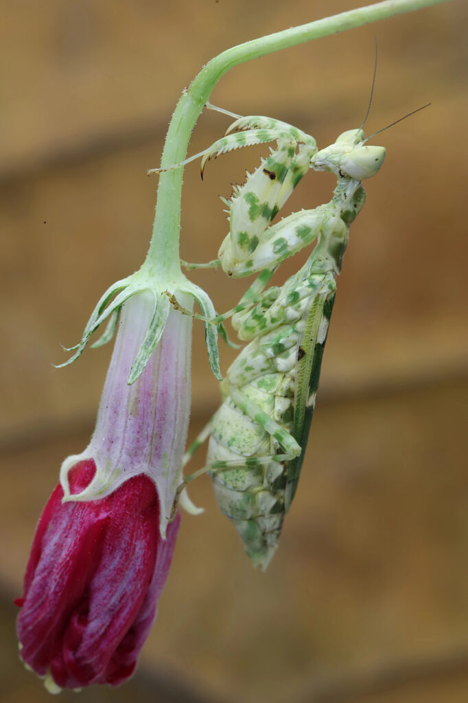 Praying mantis on a flower.