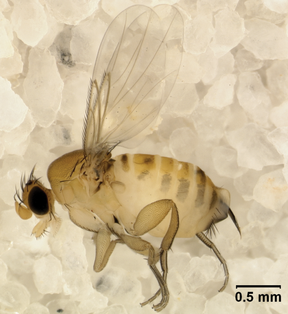 Adult female Apocephalus borealis.