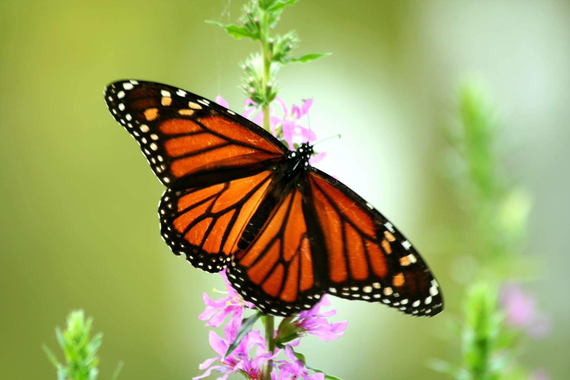 Monarch with spread wings on purple loosestrife flower.