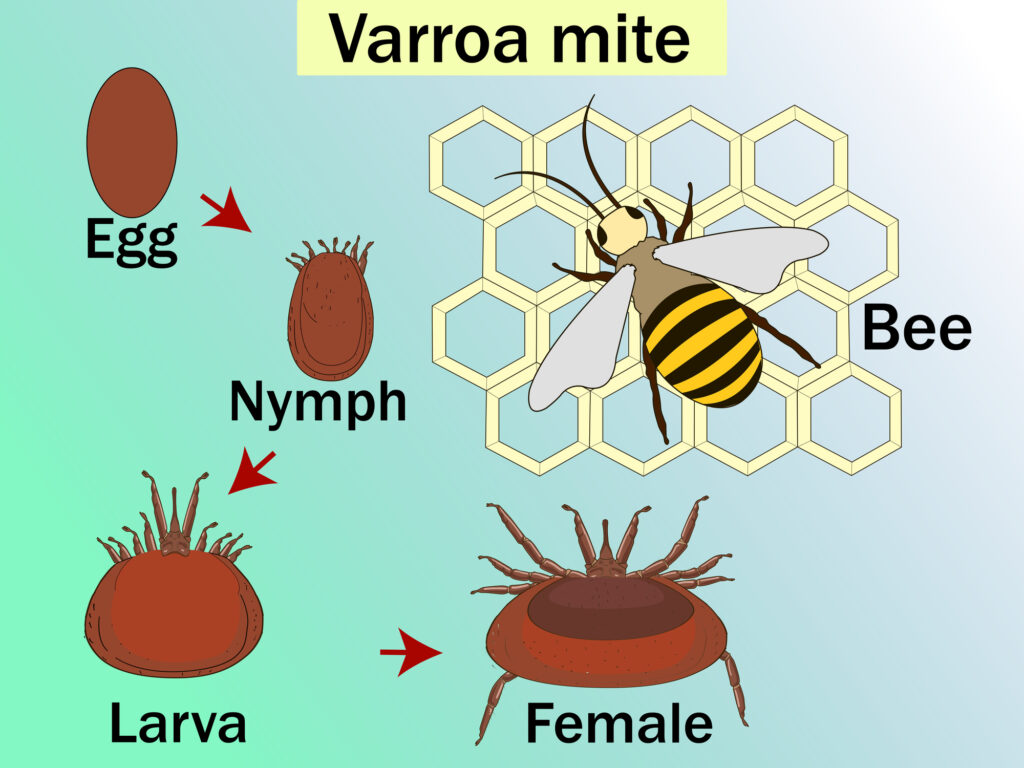 Varroa destructor life cycle illustration.