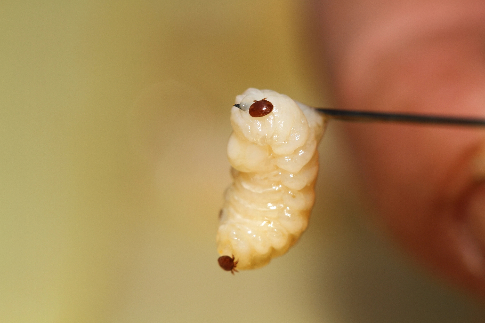Varroa destructor on a bee larva.