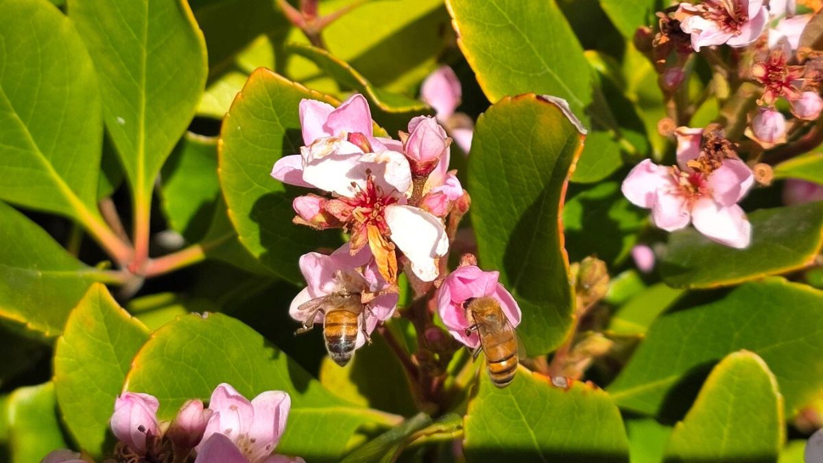 Honey bees on Indian Hawthorne. Santa Barbara, California.
