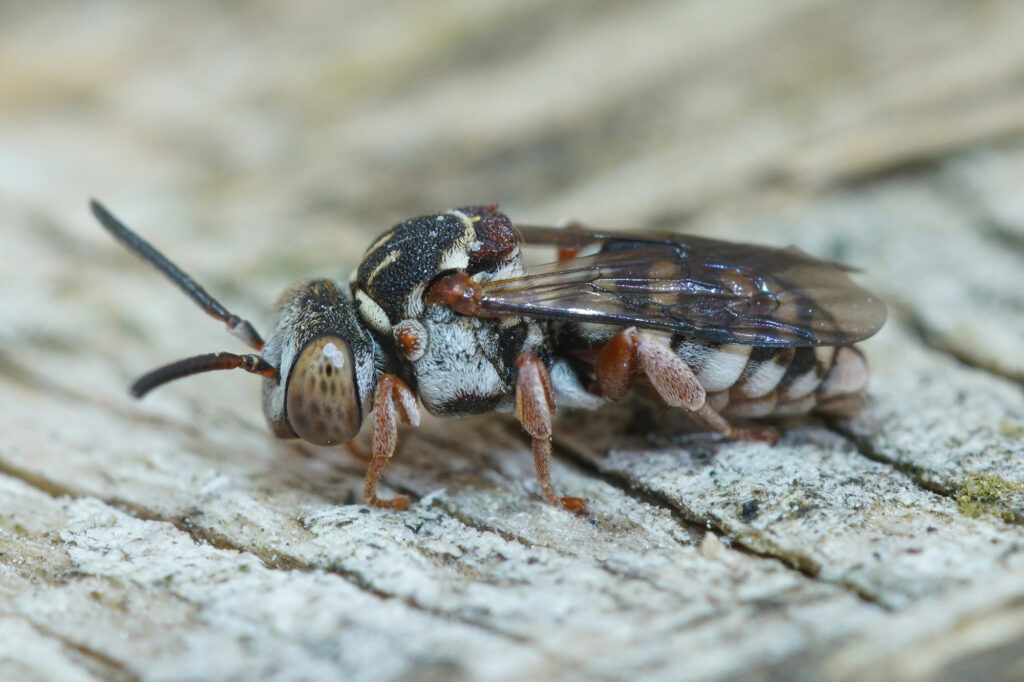 Extreme closeup of a cuckoo bee on a wooden surface.