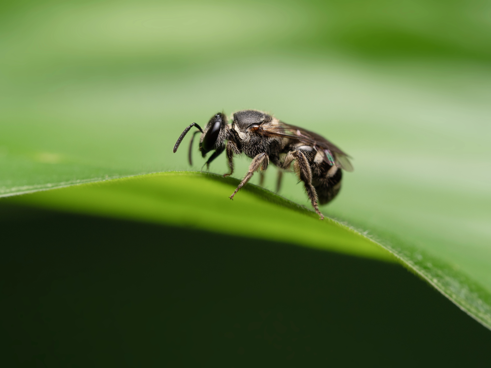 Cuckoo bee close up on a green leaf.