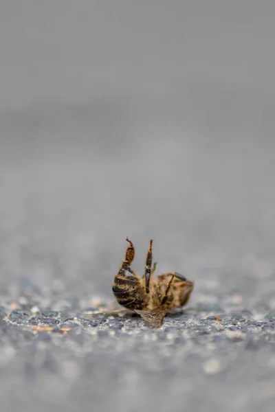 Dead bee on the ground poisoned or infected by varroa-mite disease or insecticides