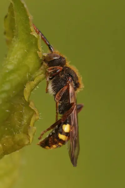 Natural closeup on a colorful red female Nomad solitary cuckoo bee