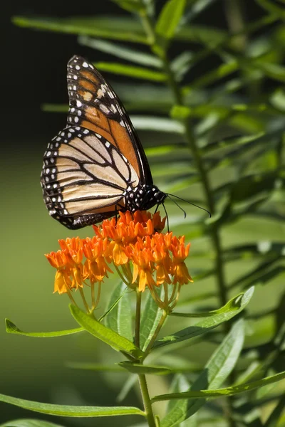A monarch butterfly on milkweed.