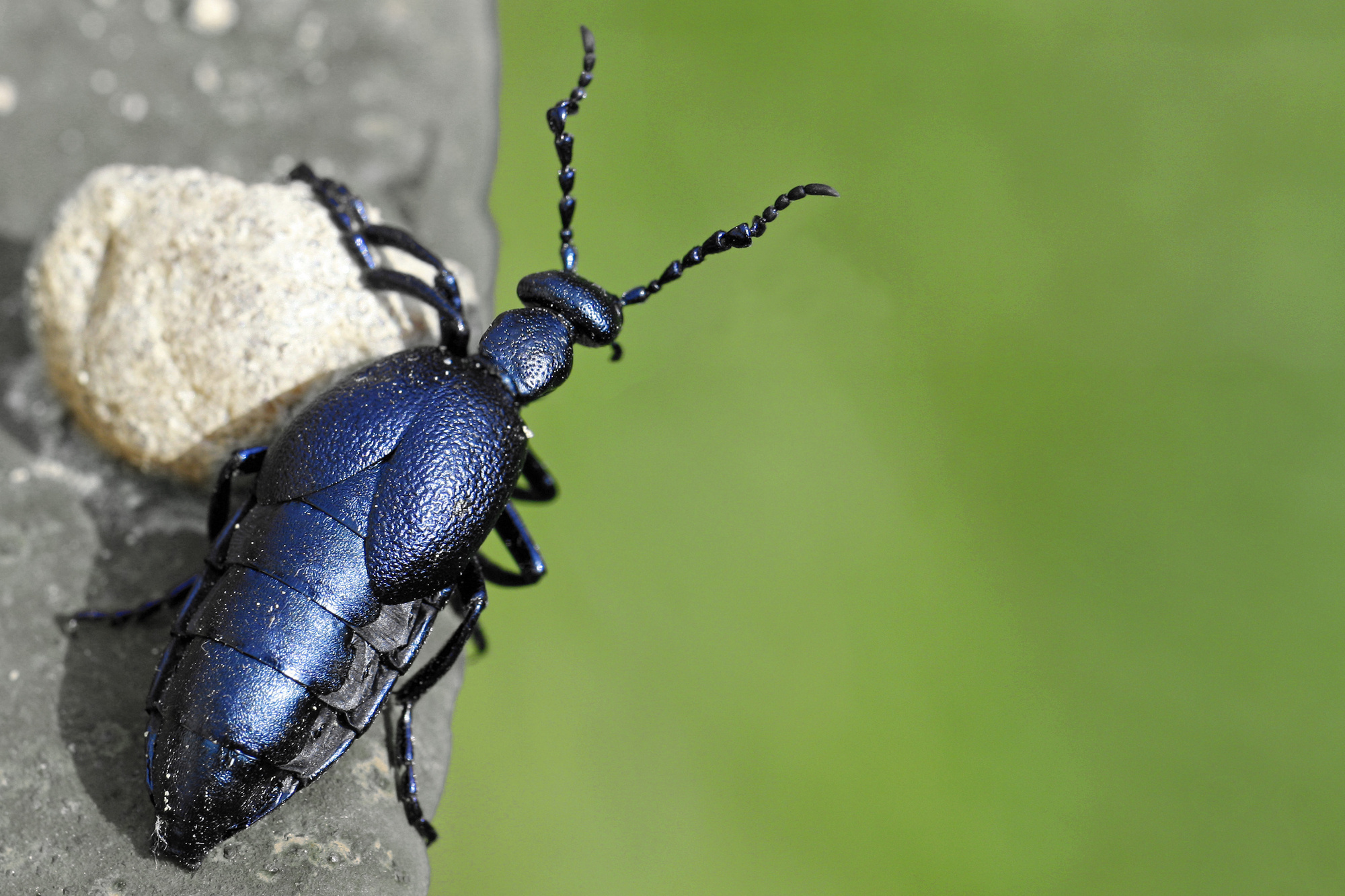 Black oil beetle on a branch.