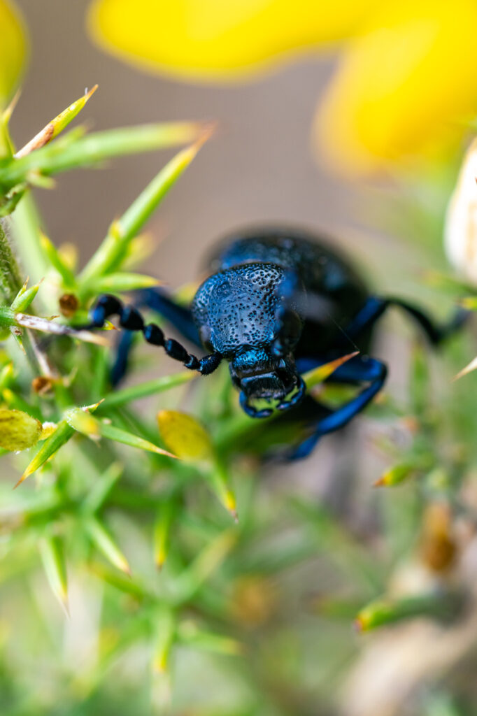 Black olil beetle in vegetation.