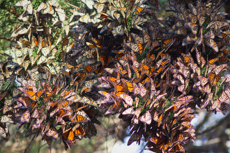 Overwintering monarch on tree branches.
