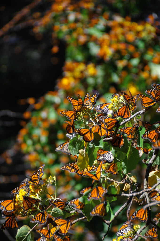 Large group of monarch butterflies on a green-leaved tree.