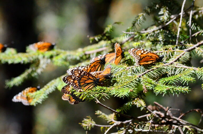 Monarch butterflies on an evergreen tree.