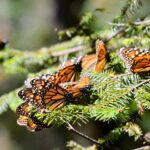 Monarch butterflies on an evergreen tree.