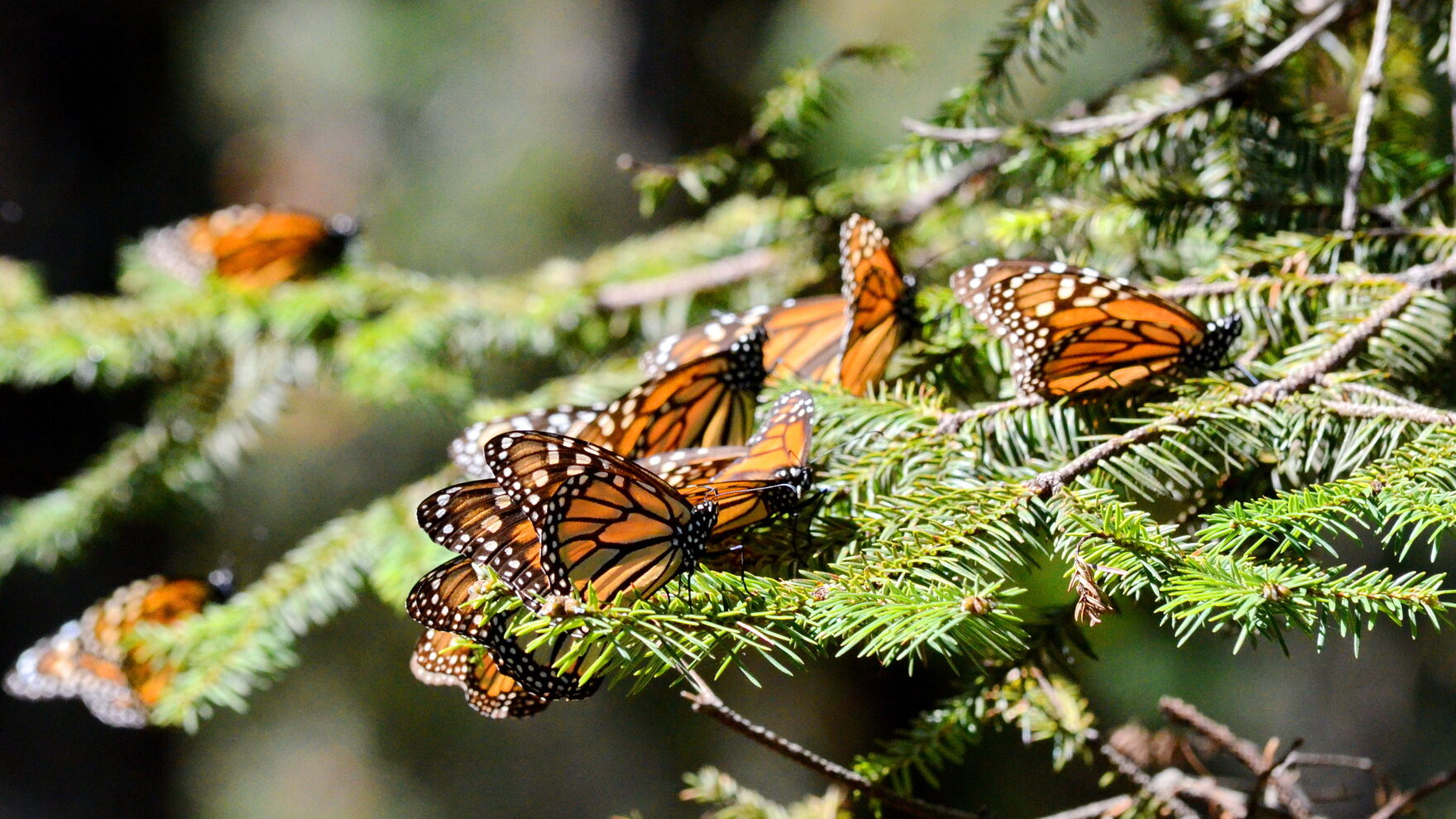 Monarch butterflies on an evergreen tree.