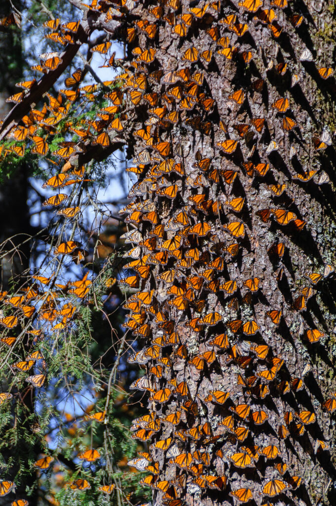 Monarchs on a tree trunk.