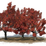Group of red oak trees.