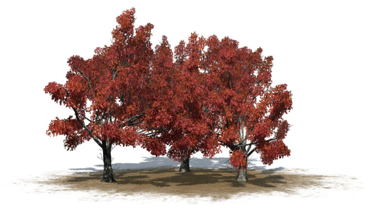 Group of red oak trees.
