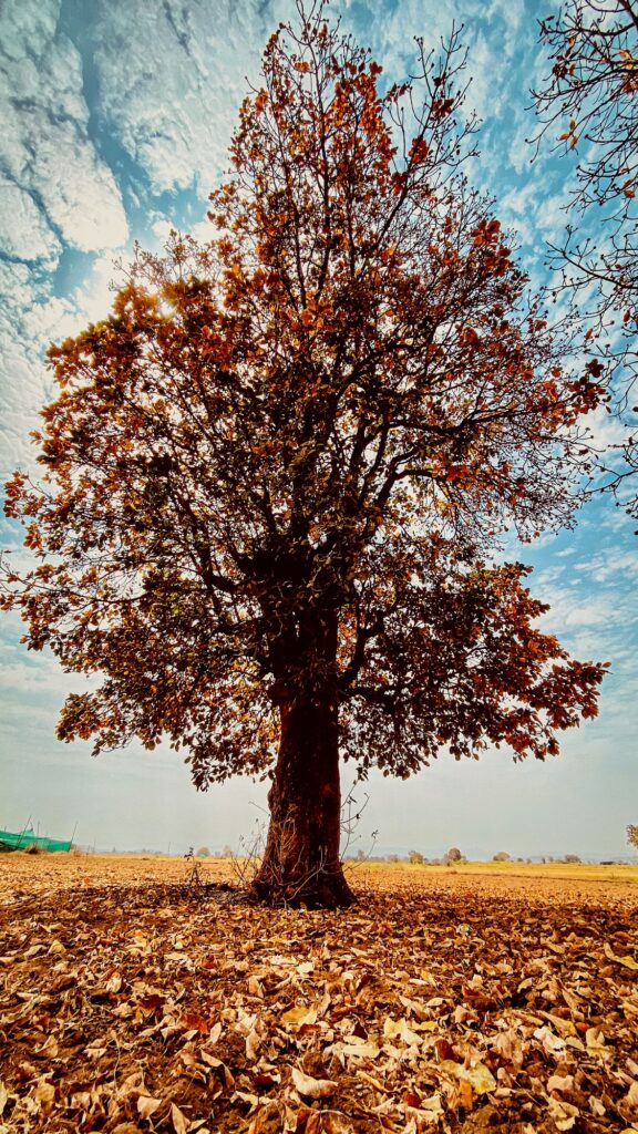 Large red oak standing in an open field.