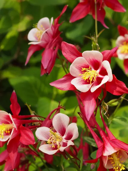 A crimson star Columbine flower.