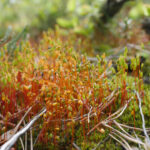 Close up of moss "blooms".